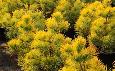 Pin scotian auriu (Aurea) 80-100cm 